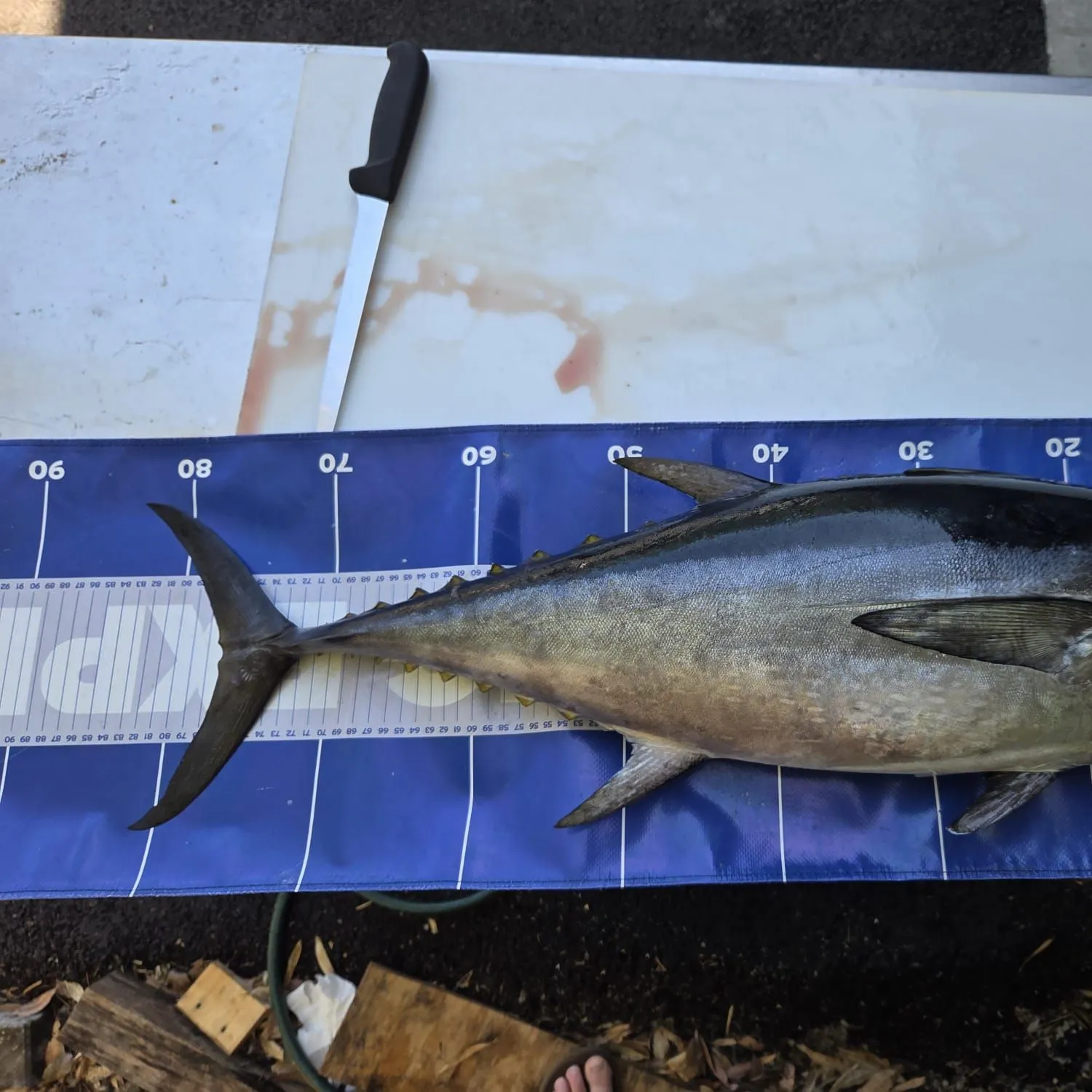 The most recent Longtail tuna catches on Fishbrain