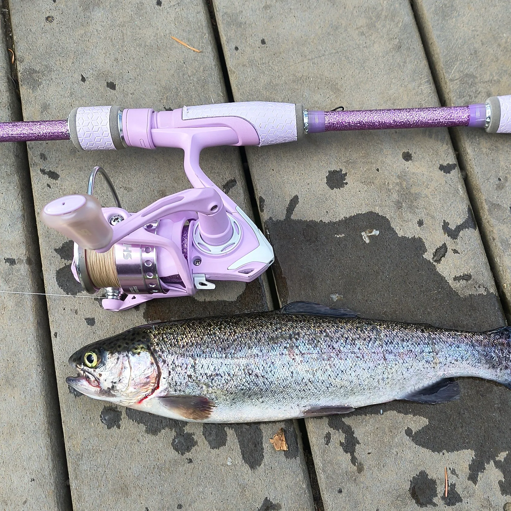 Rainbow trout caught on Fishbrain