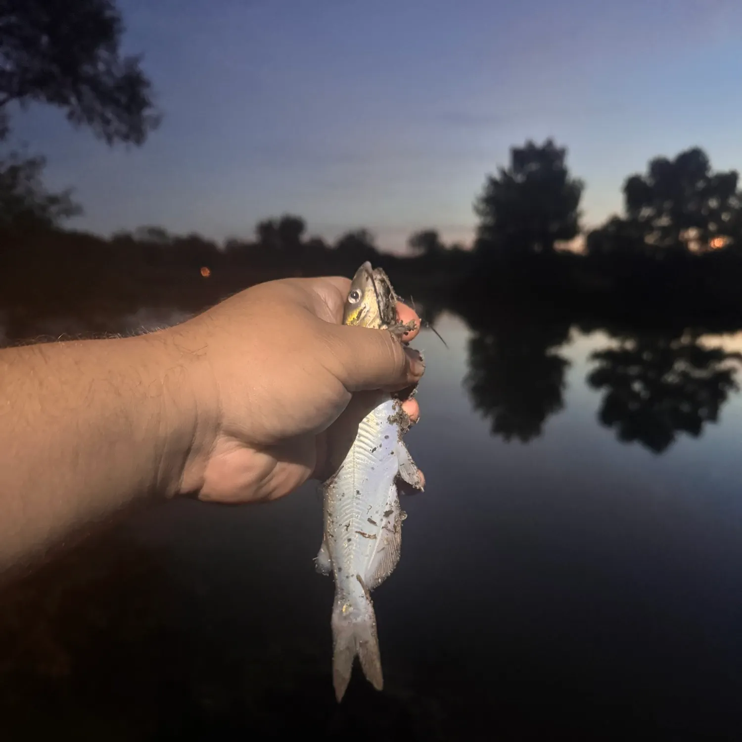 Channel catfish caught on Fishbrain