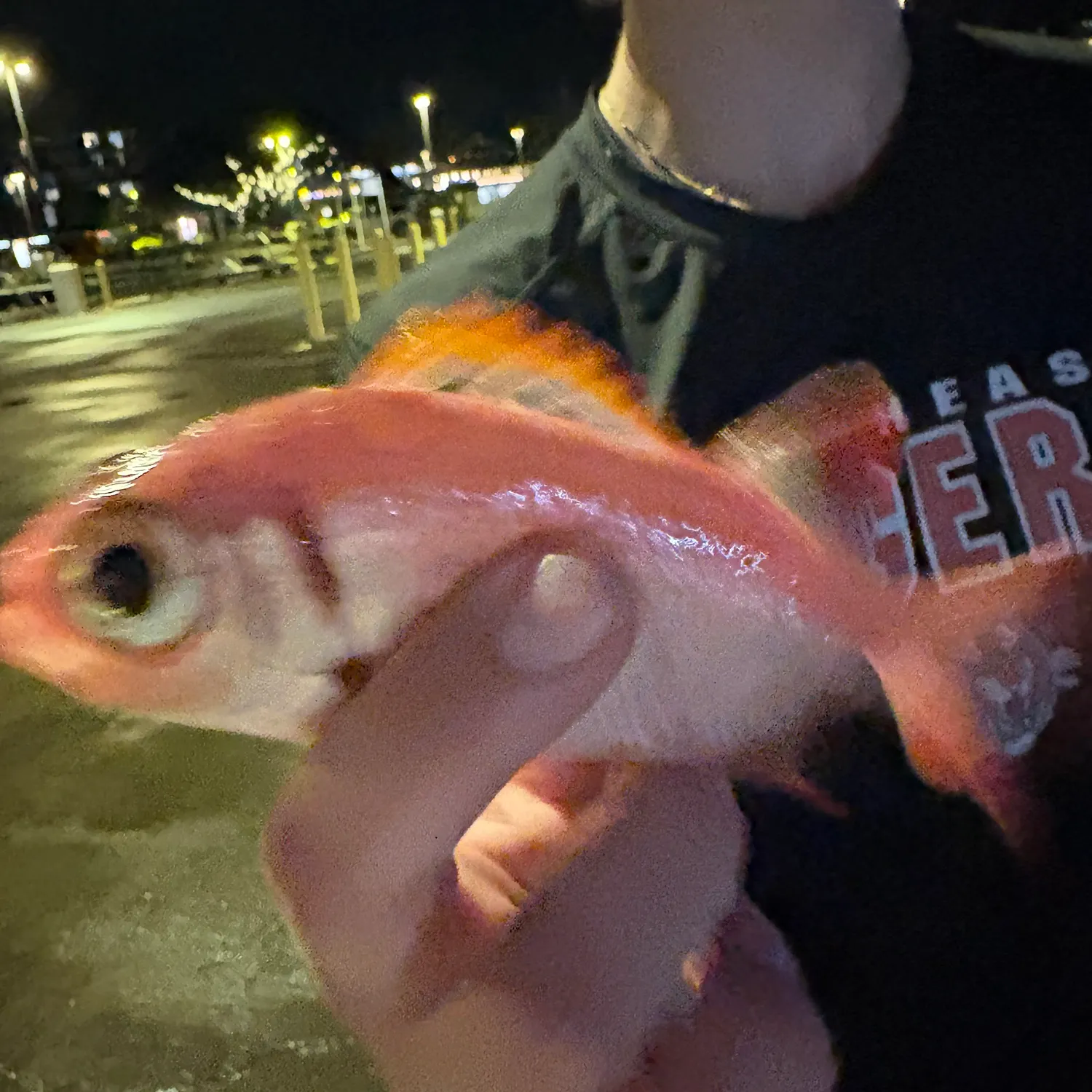 The most recent Blotcheye soldierfish catches on Fishbrain