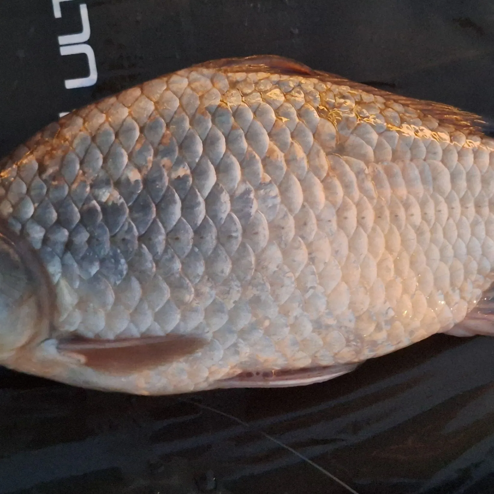 The most recent Prussian carp catches on Fishbrain