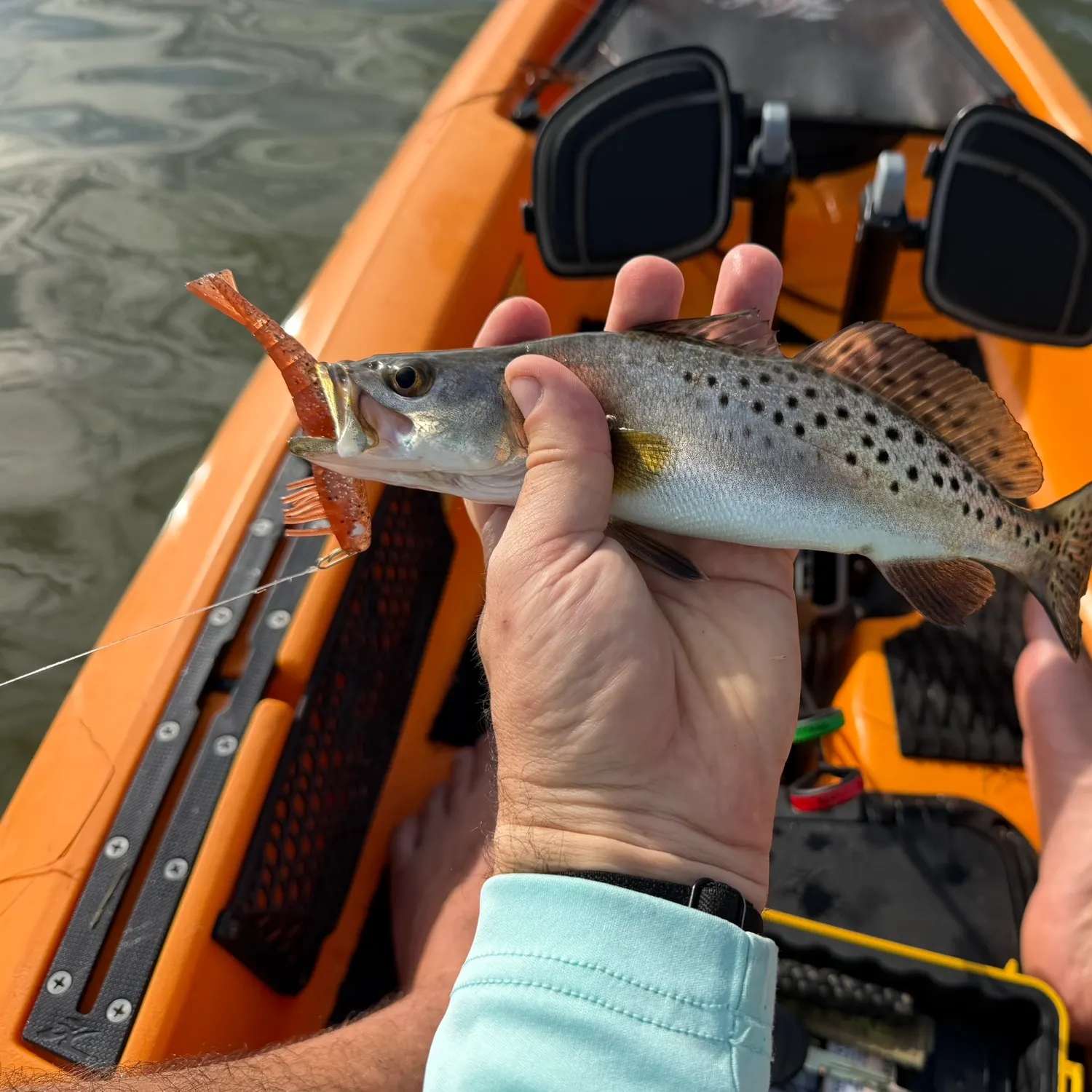 Spotted seatrout caught on Fishbrain
