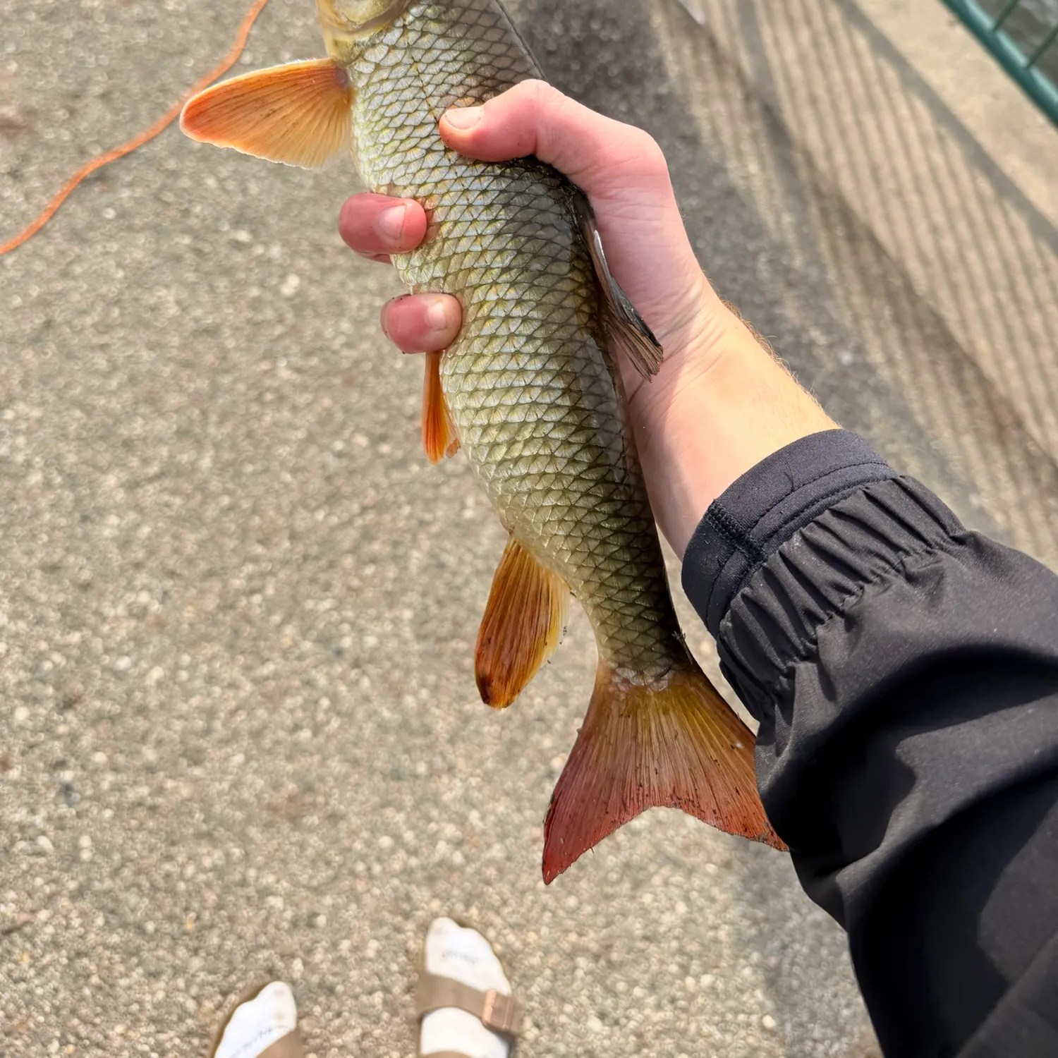 Shorthead redhorse caught on Fishbrain
