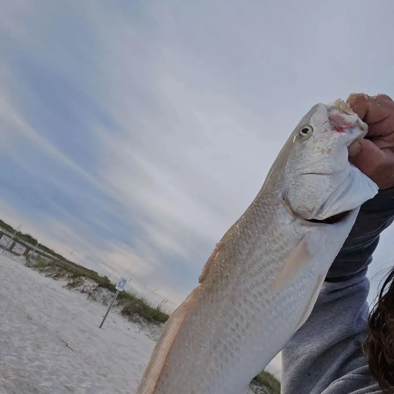 Red drum caught on Fishbrain
