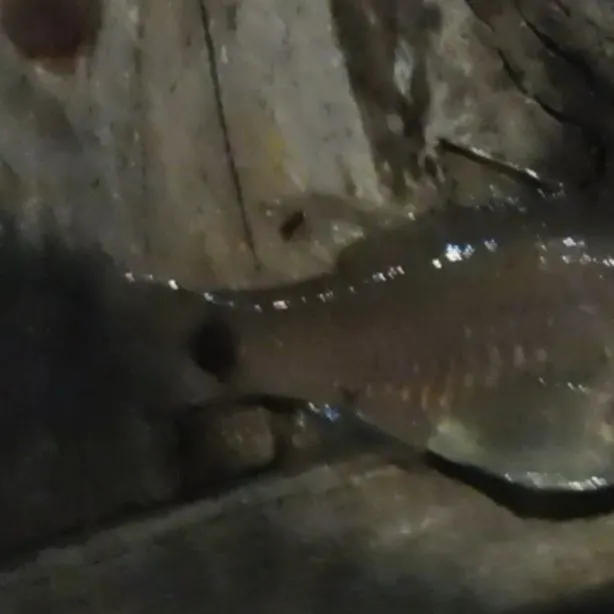 Fish caught on Fishbrain