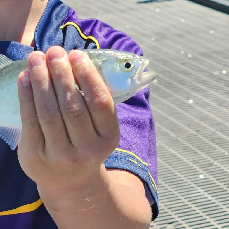 Bluefish caught on Fishbrain