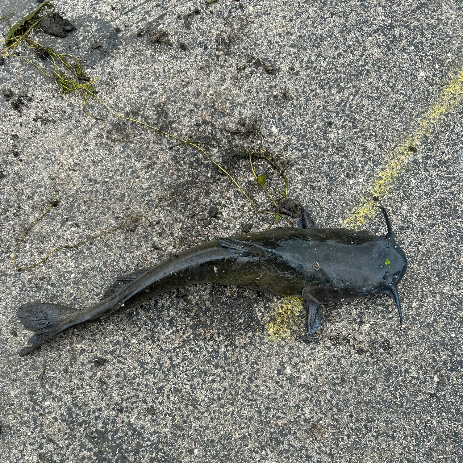 Fish caught on Fishbrain