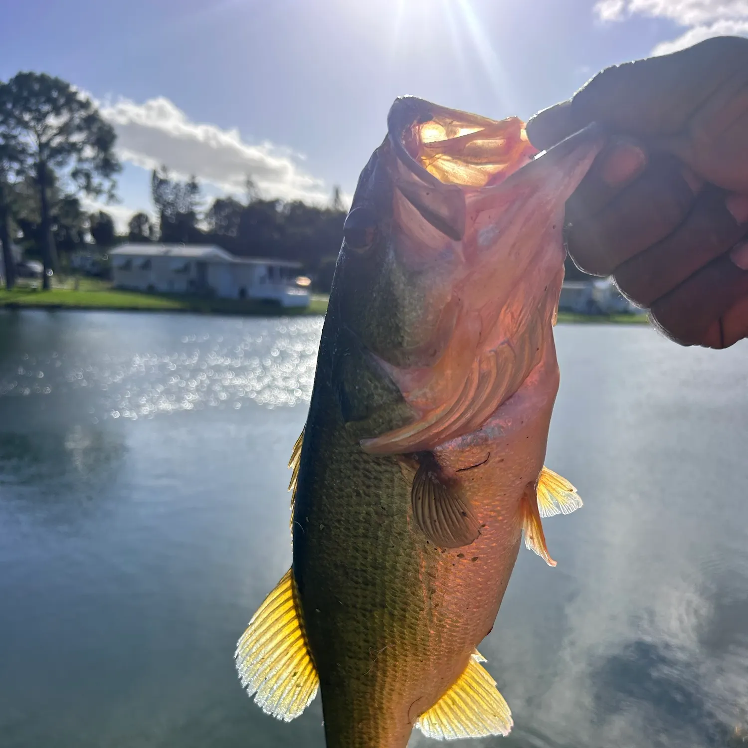 Largemouth bass caught on Fishbrain