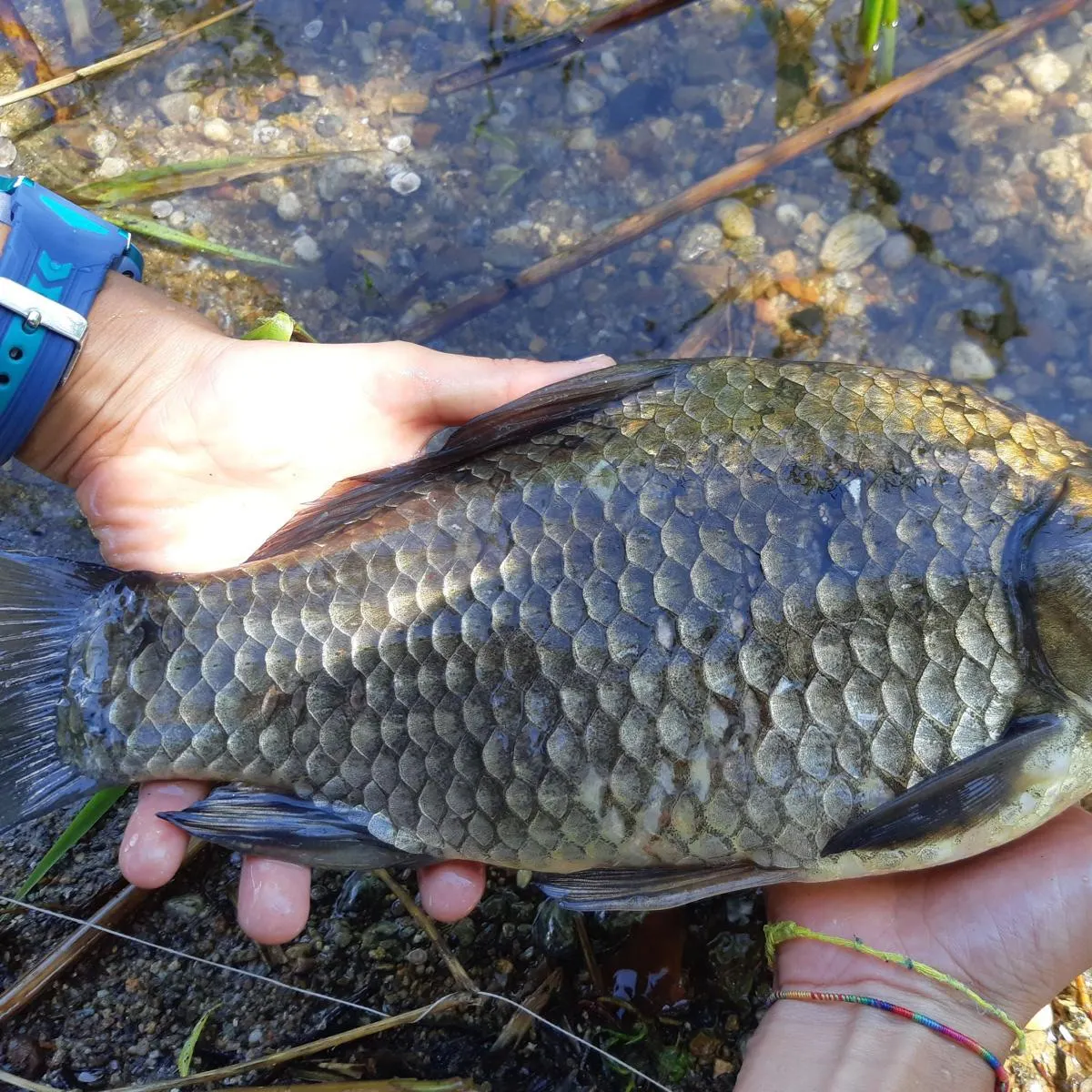 Common carp caught on Fishbrain