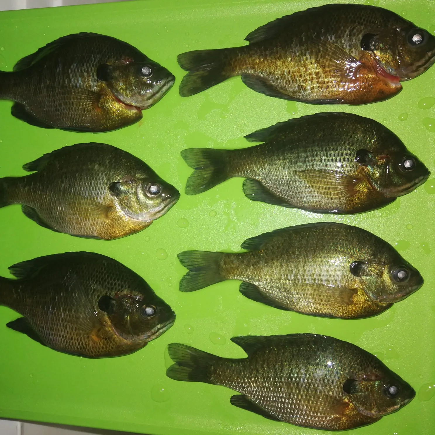 recently logged catches