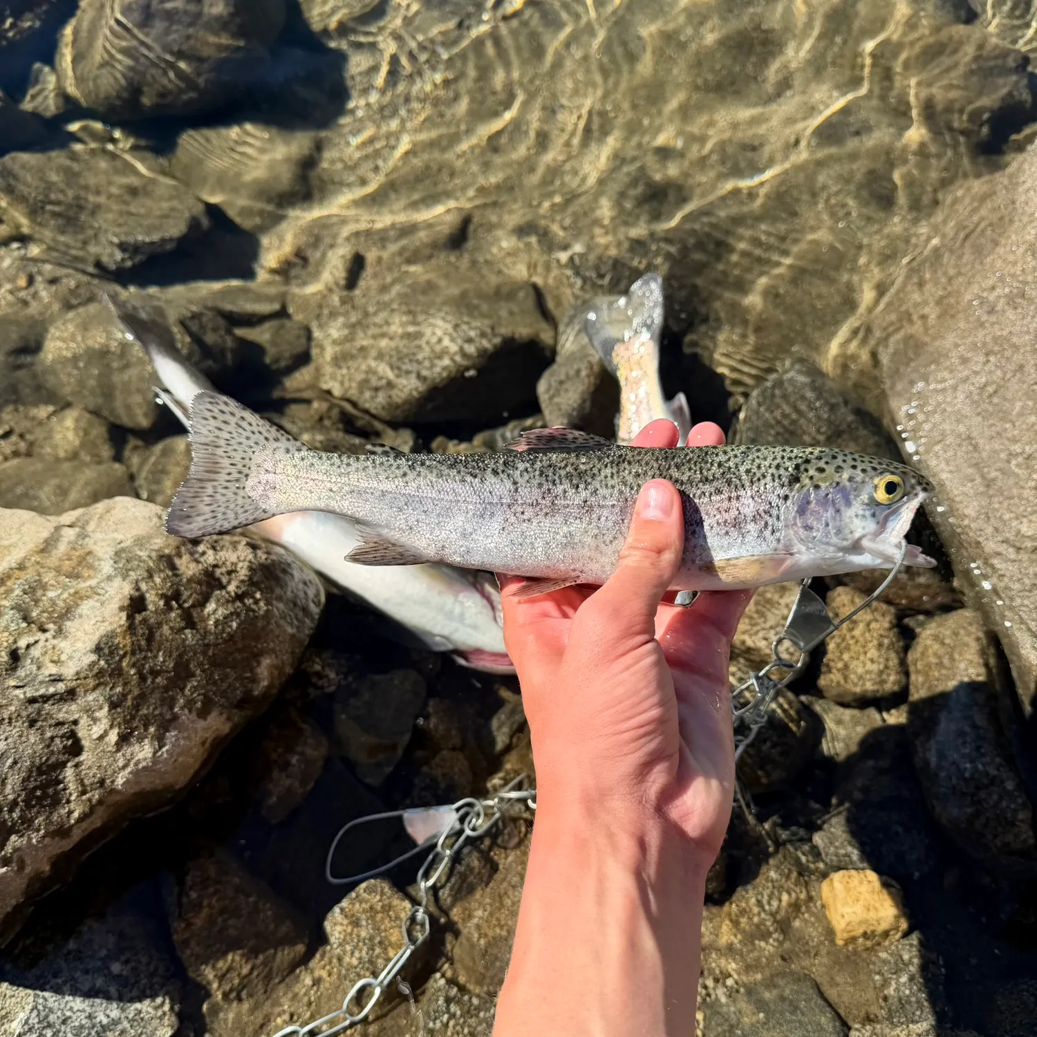 Rainbow trout caught on Fishbrain