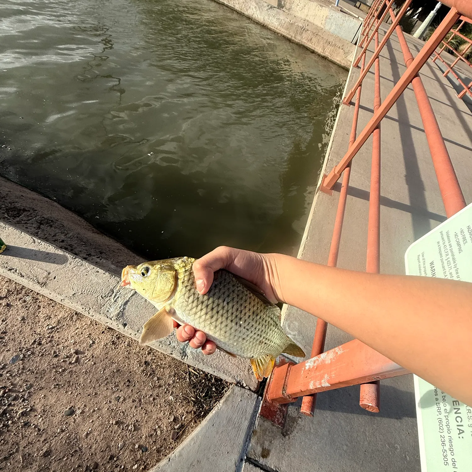 Common carp caught on Fishbrain