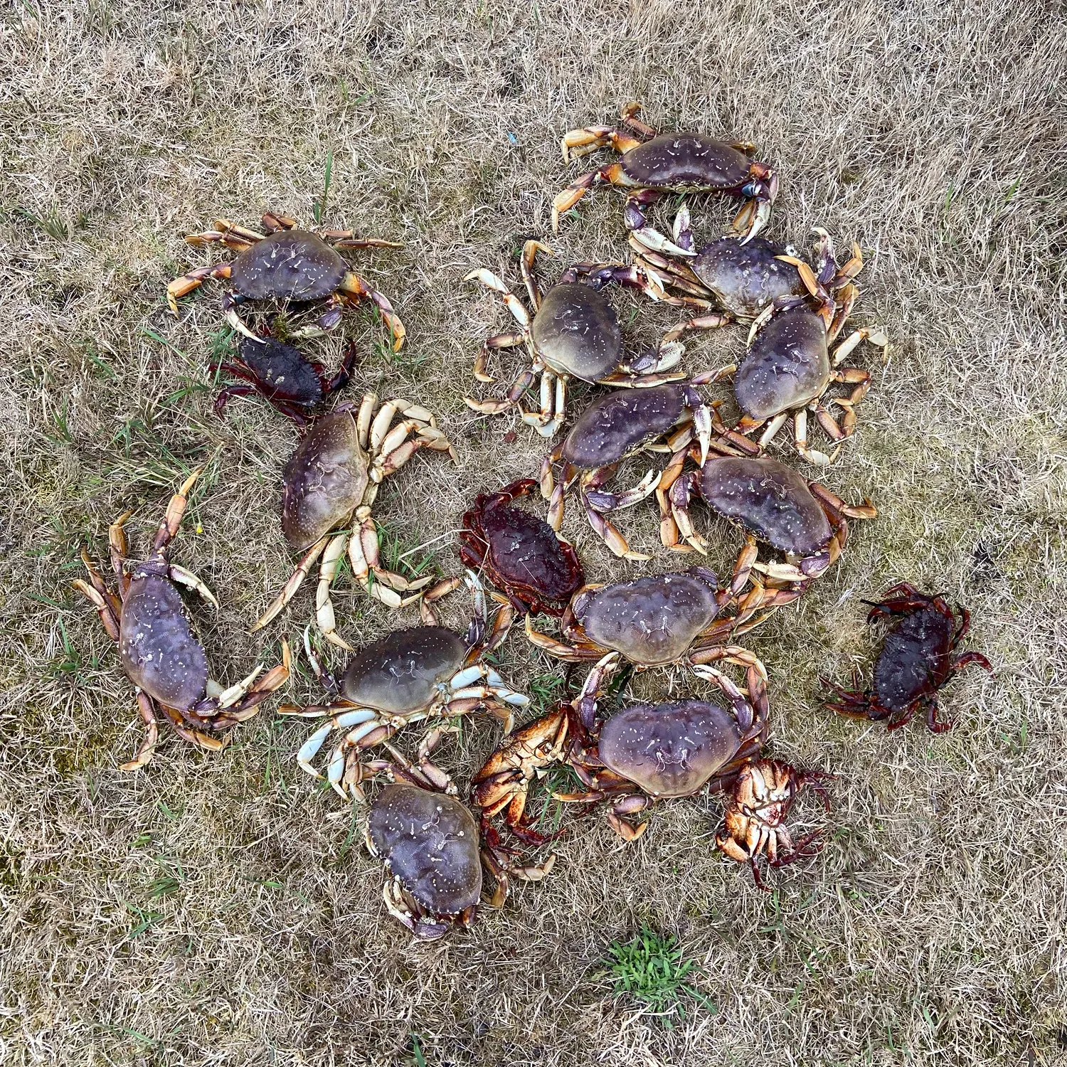 Dungeness crab caught on Fishbrain