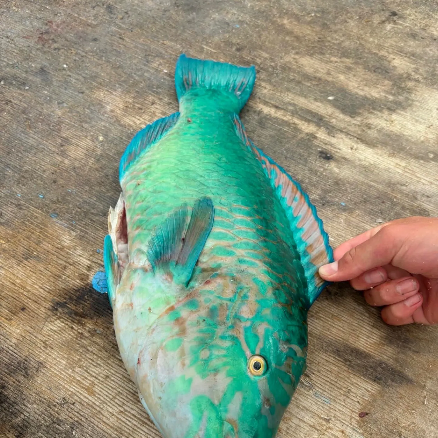 The most recent Common parrotfish catches on Fishbrain