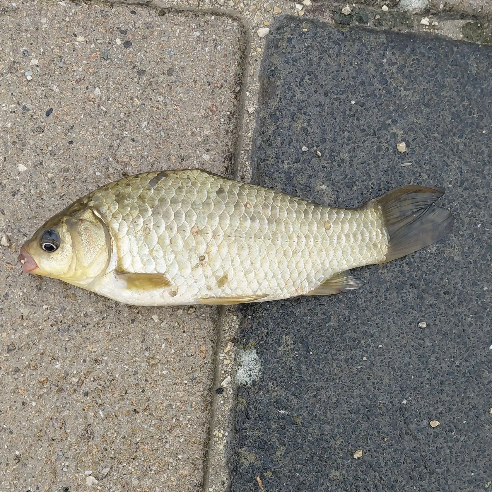 Crucian carp caught on Fishbrain