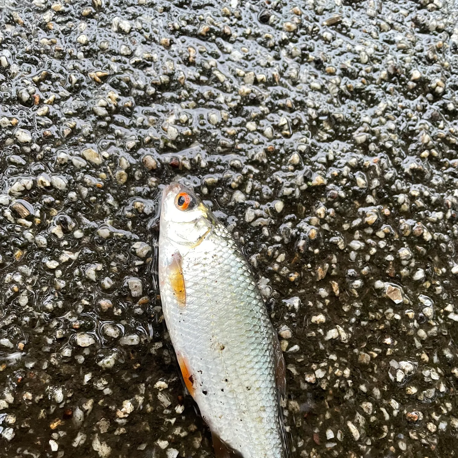 Common roach caught on Fishbrain