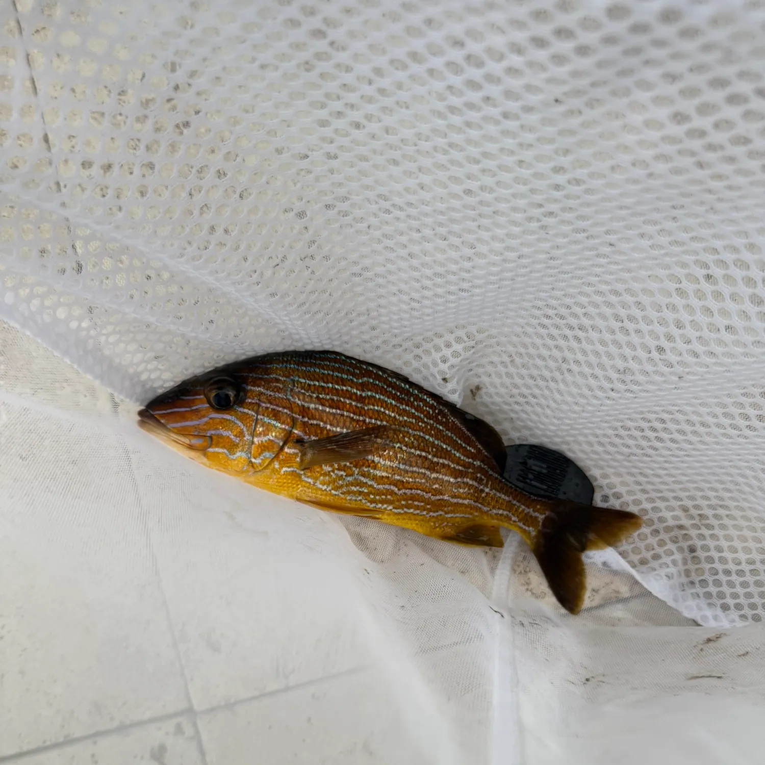 The most recent Panama porkfish catches on Fishbrain