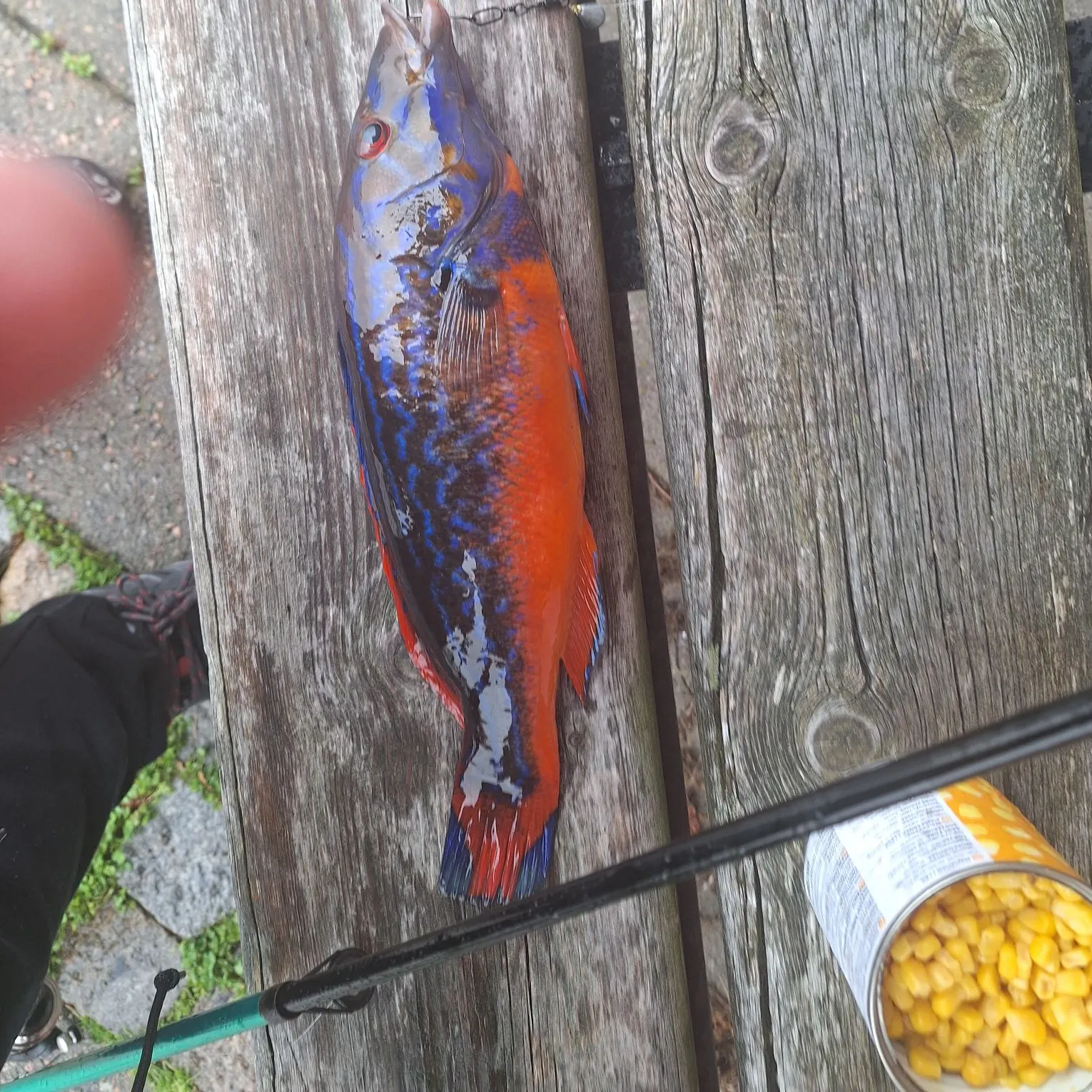 Cuckoo wrasse caught on Fishbrain