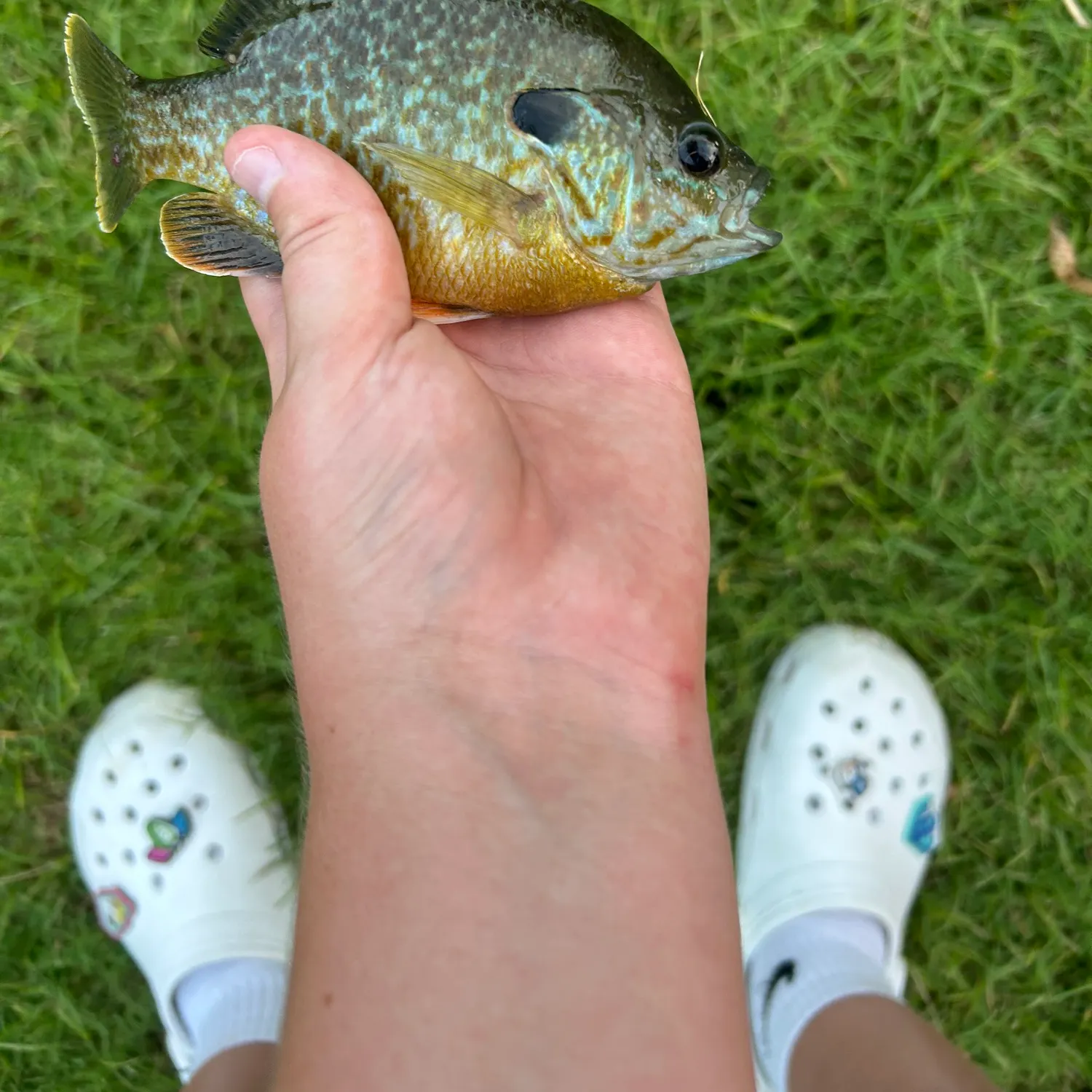 Greengill hybrid caught on Fishbrain