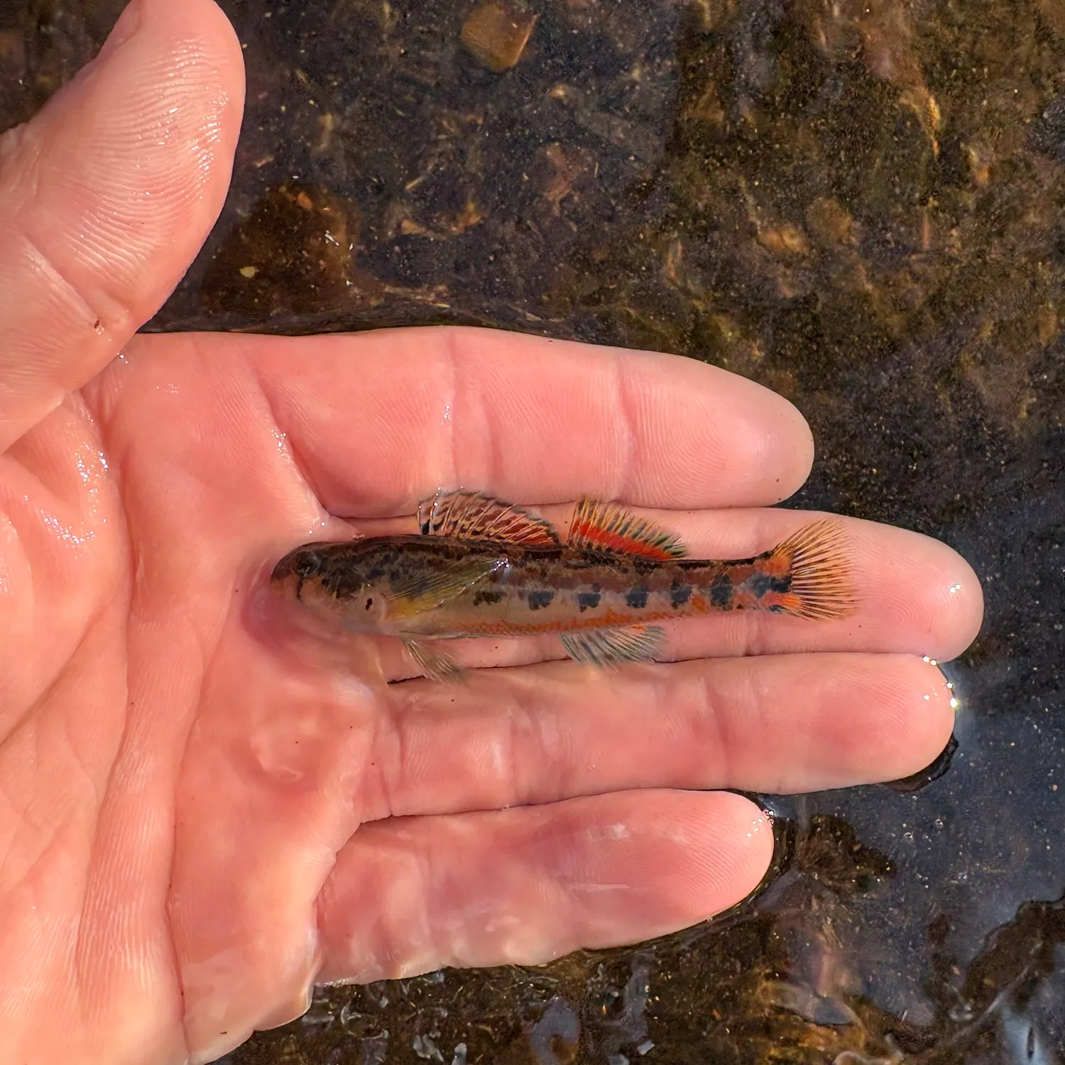 The most recent Alabama shiner catches on Fishbrain