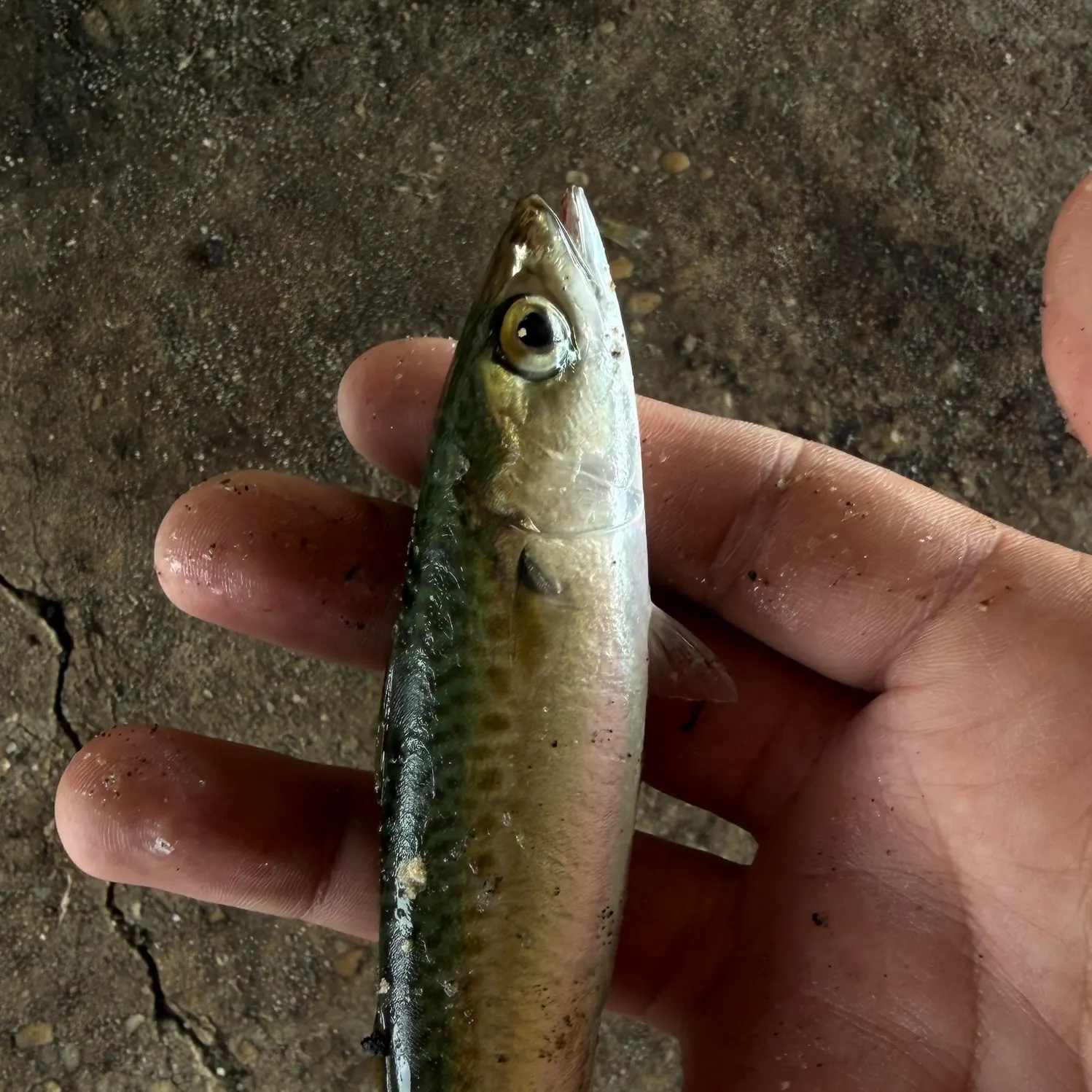 The most recent Atlantic chub mackerel catches on Fishbrain