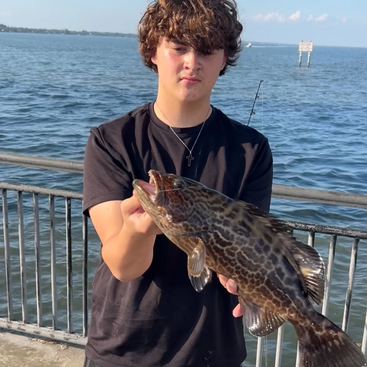 The most recent Black grouper catches on Fishbrain