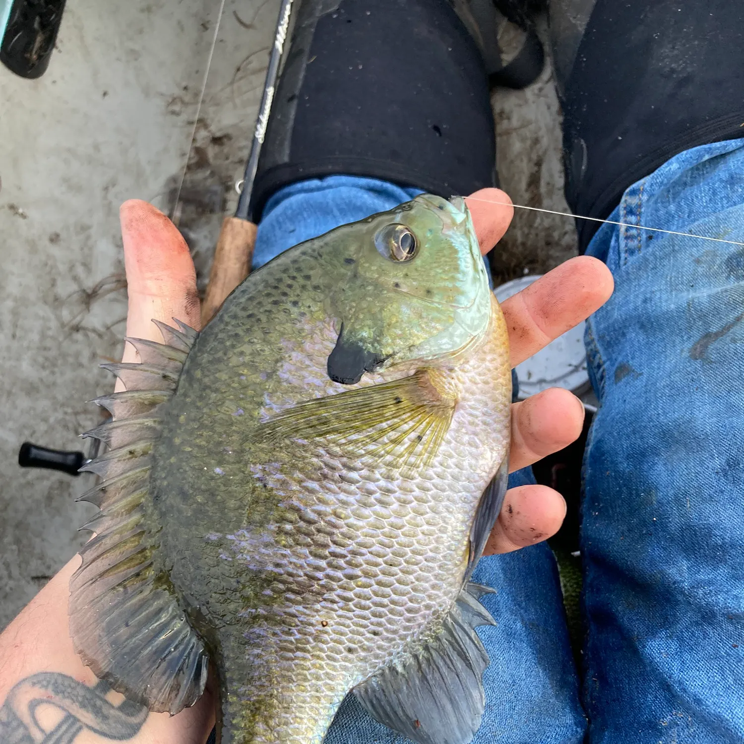 Bluegill caught on Fishbrain