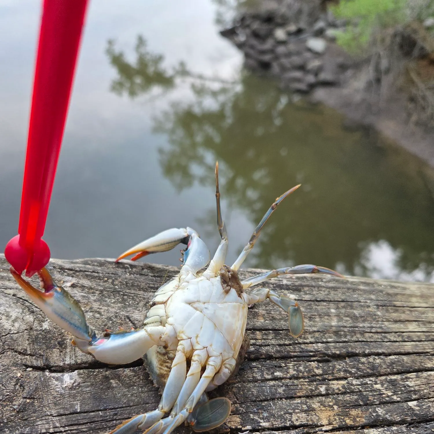 The most recent Blue crab catches on Fishbrain
