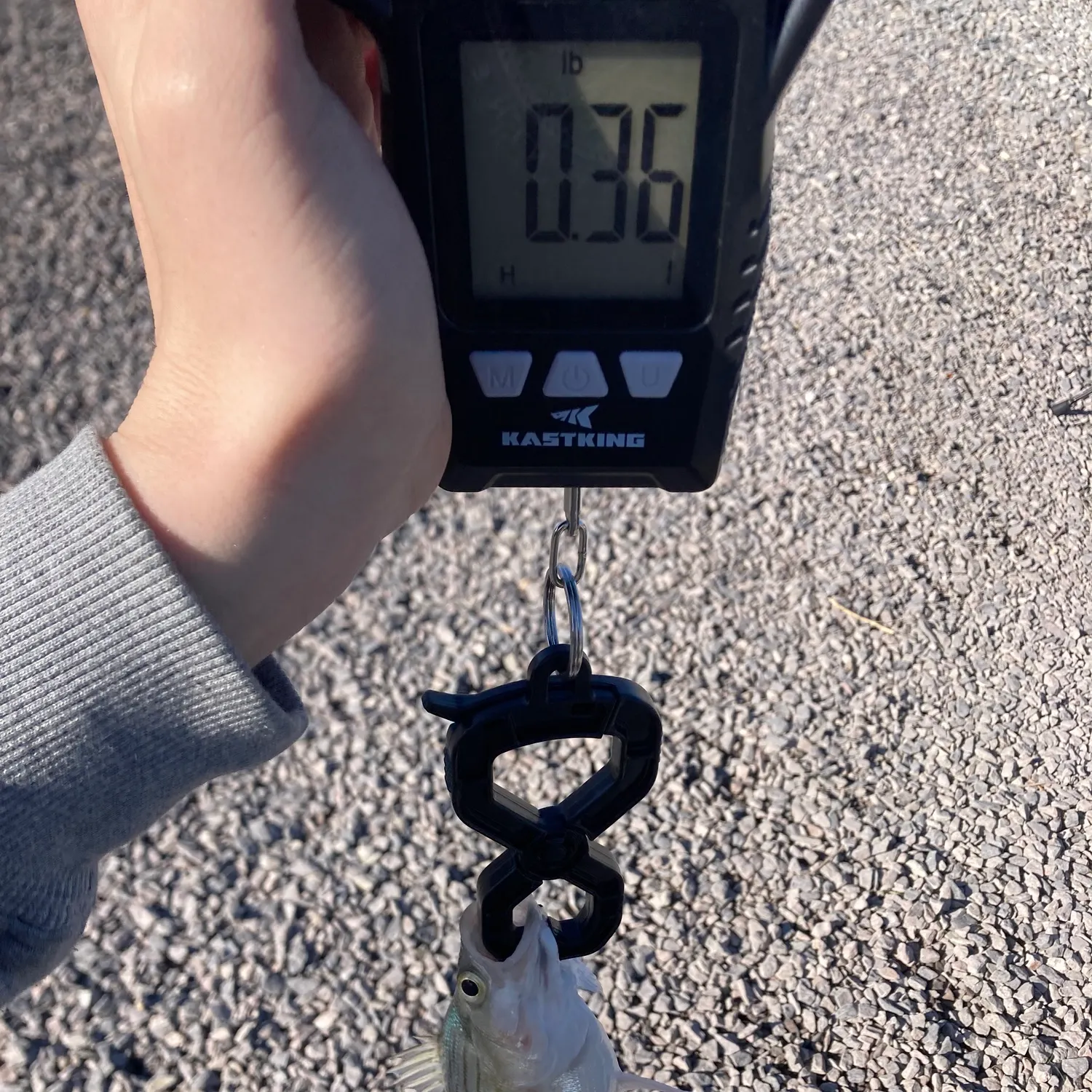 The most recent White bass catches on Fishbrain