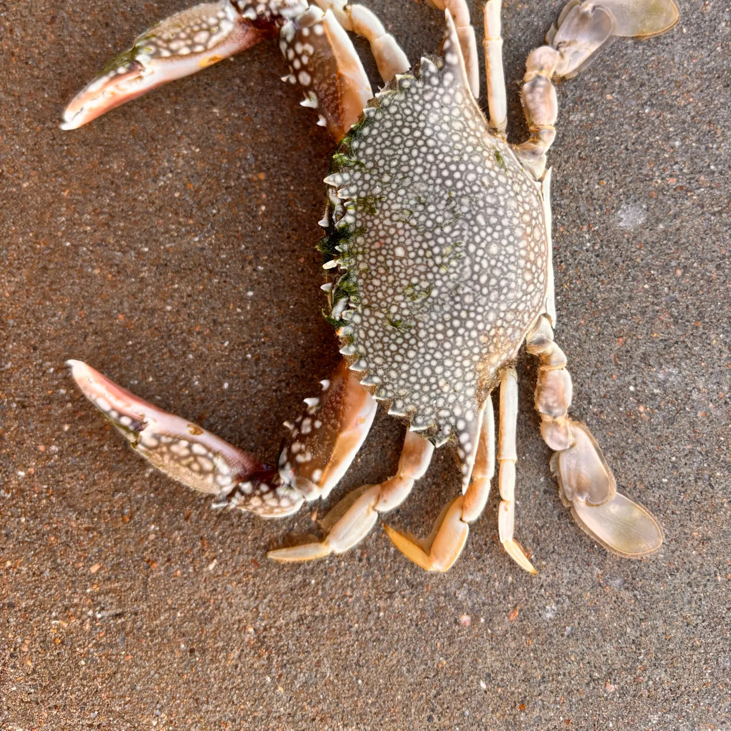 The most recent Threespot swimming crab catches on Fishbrain