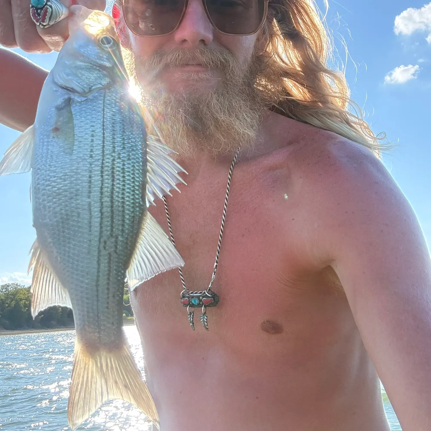 White bass caught on Fishbrain