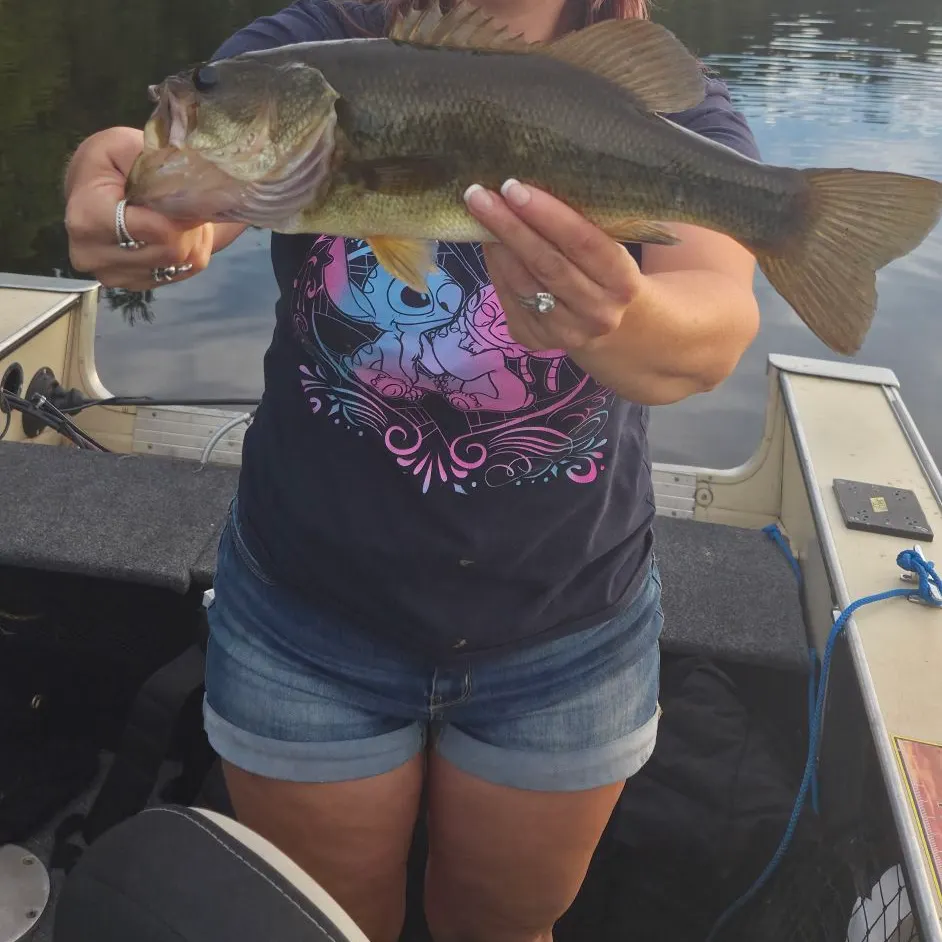 Largemouth bass caught on Fishbrain
