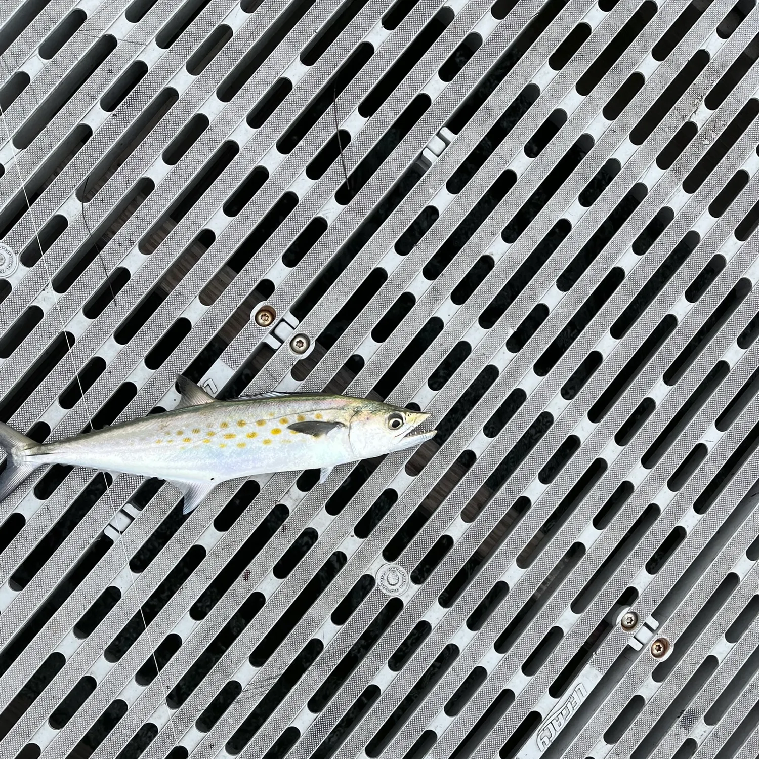 Spanish mackerel caught on Fishbrain