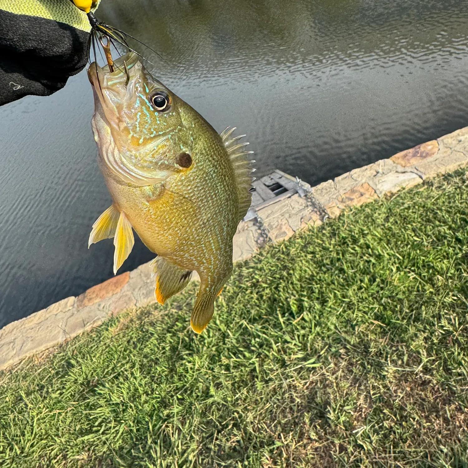 Green sunfish caught on Fishbrain