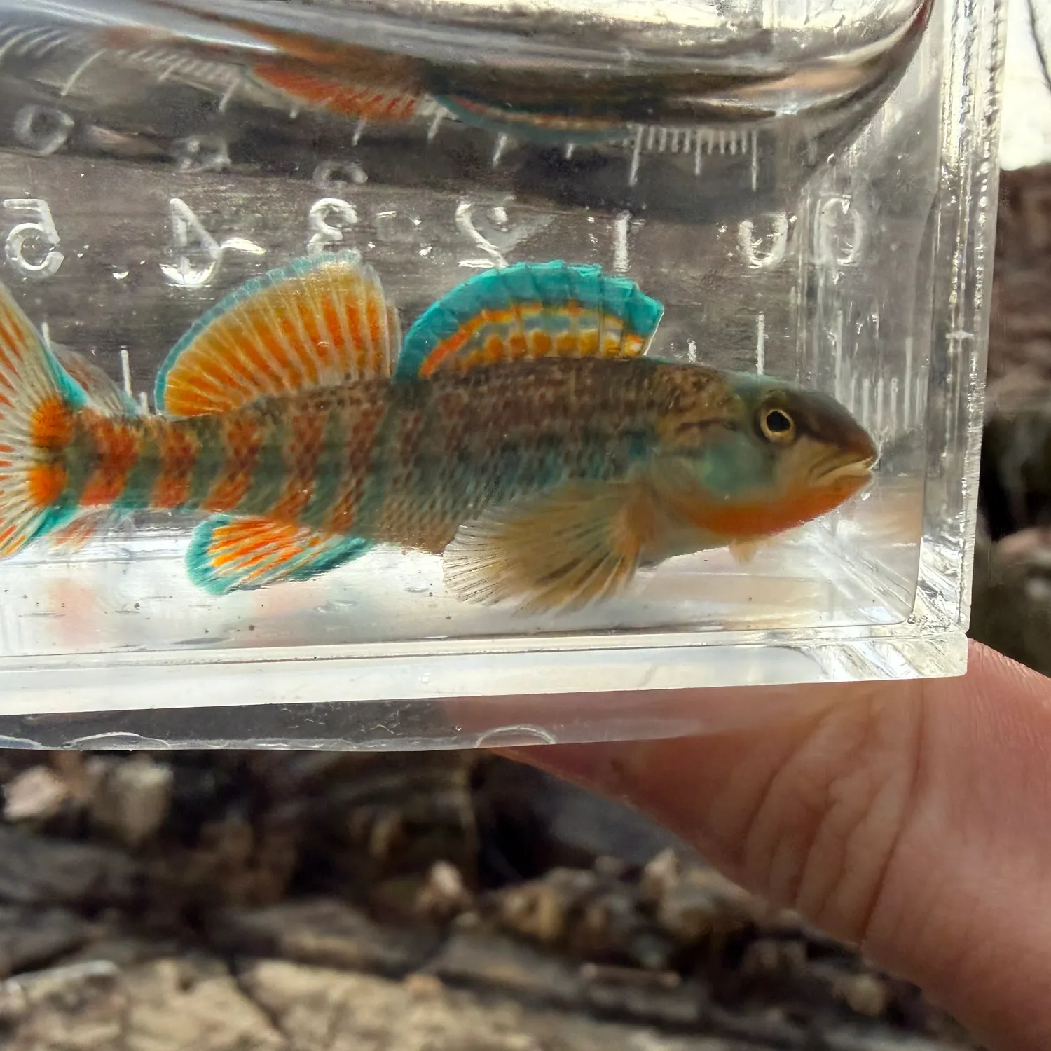 The most recent Rainbow darter catches on Fishbrain