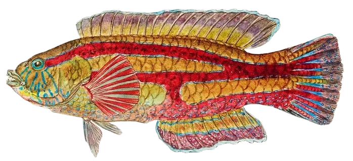 Patrician wrasse