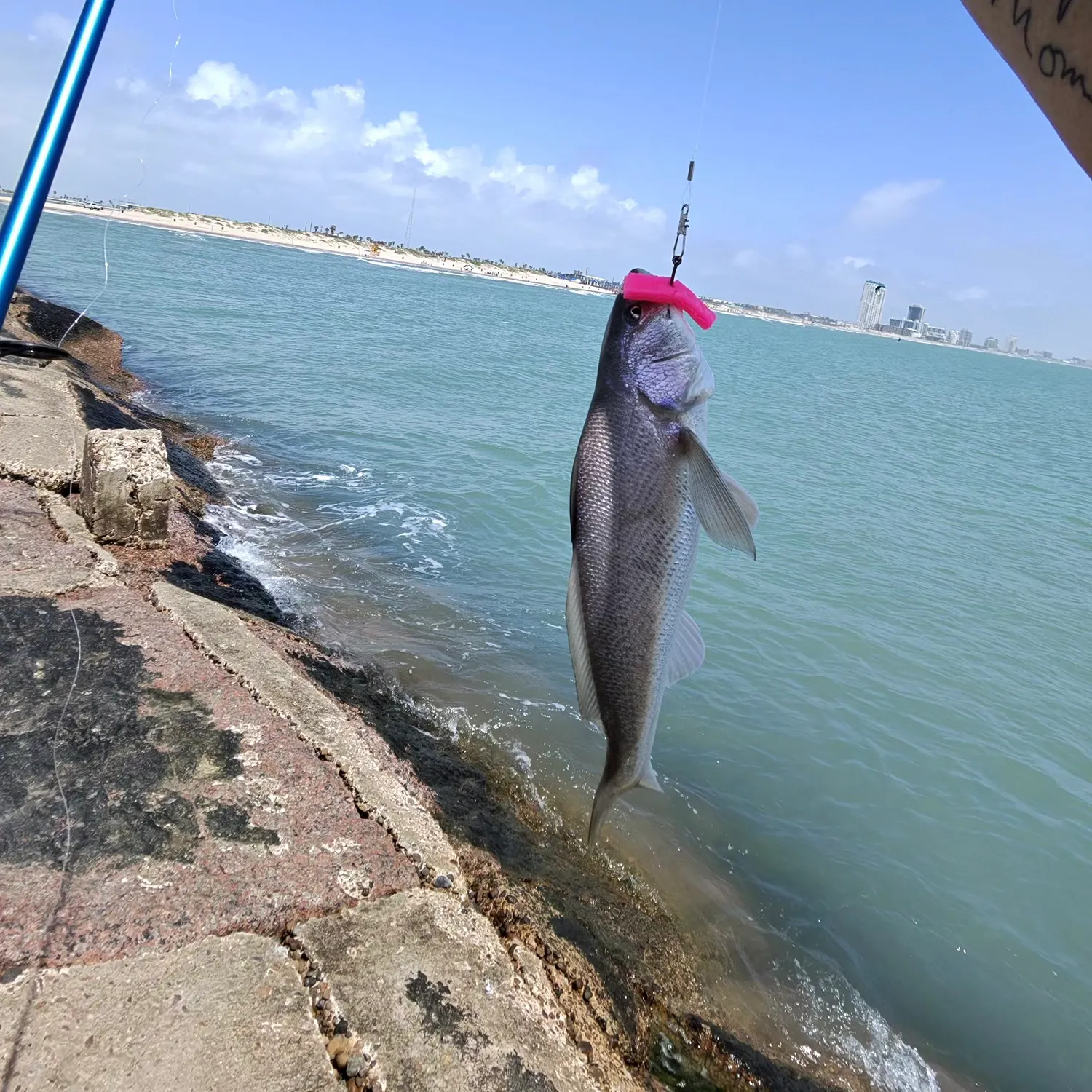 The most recent Gulf kingcroaker catches on Fishbrain