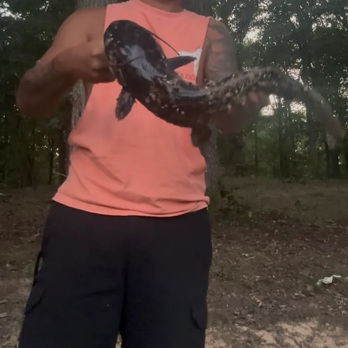 Channel catfish caught on Fishbrain