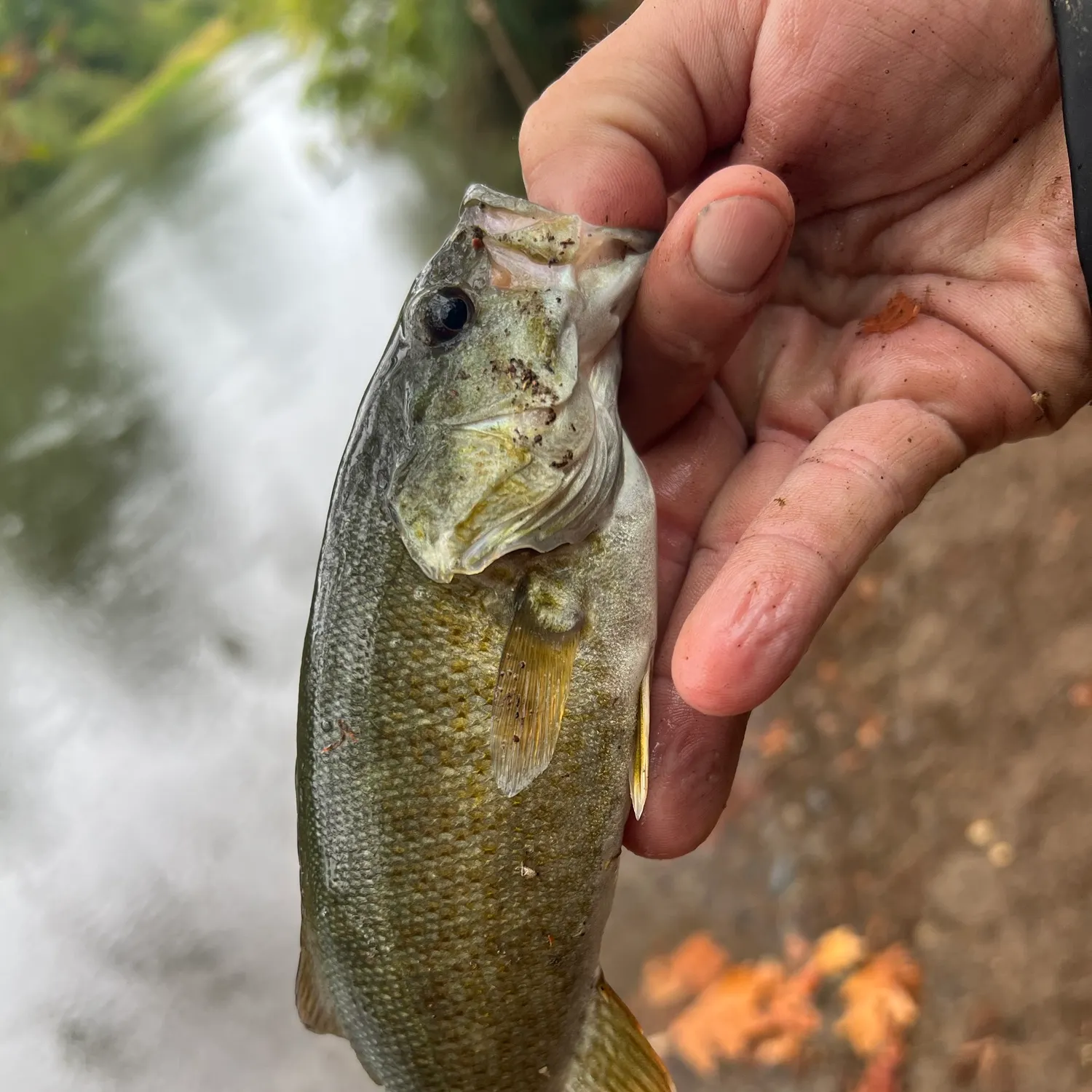 Smallmouth bass caught on Fishbrain