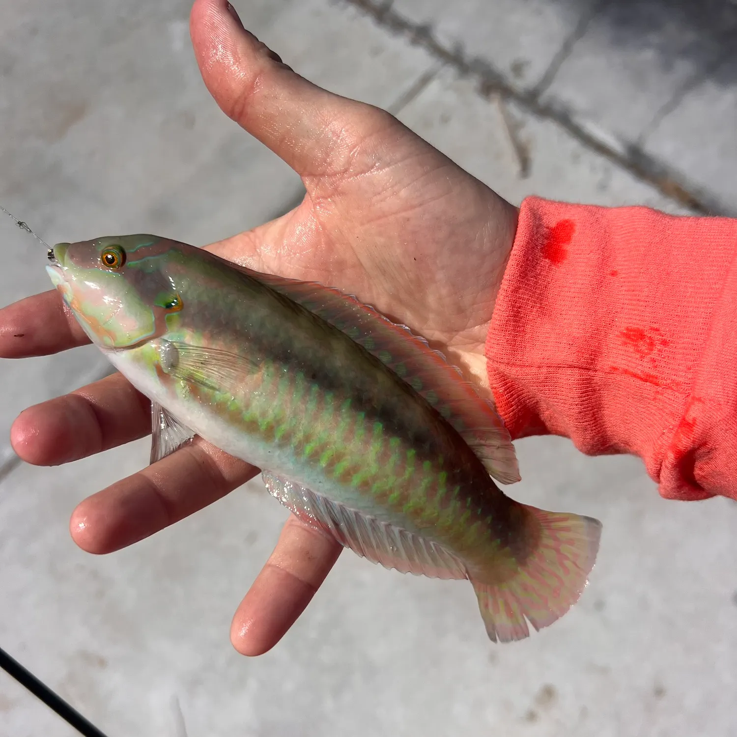 The most recent Slippery dick wrasse catches on Fishbrain