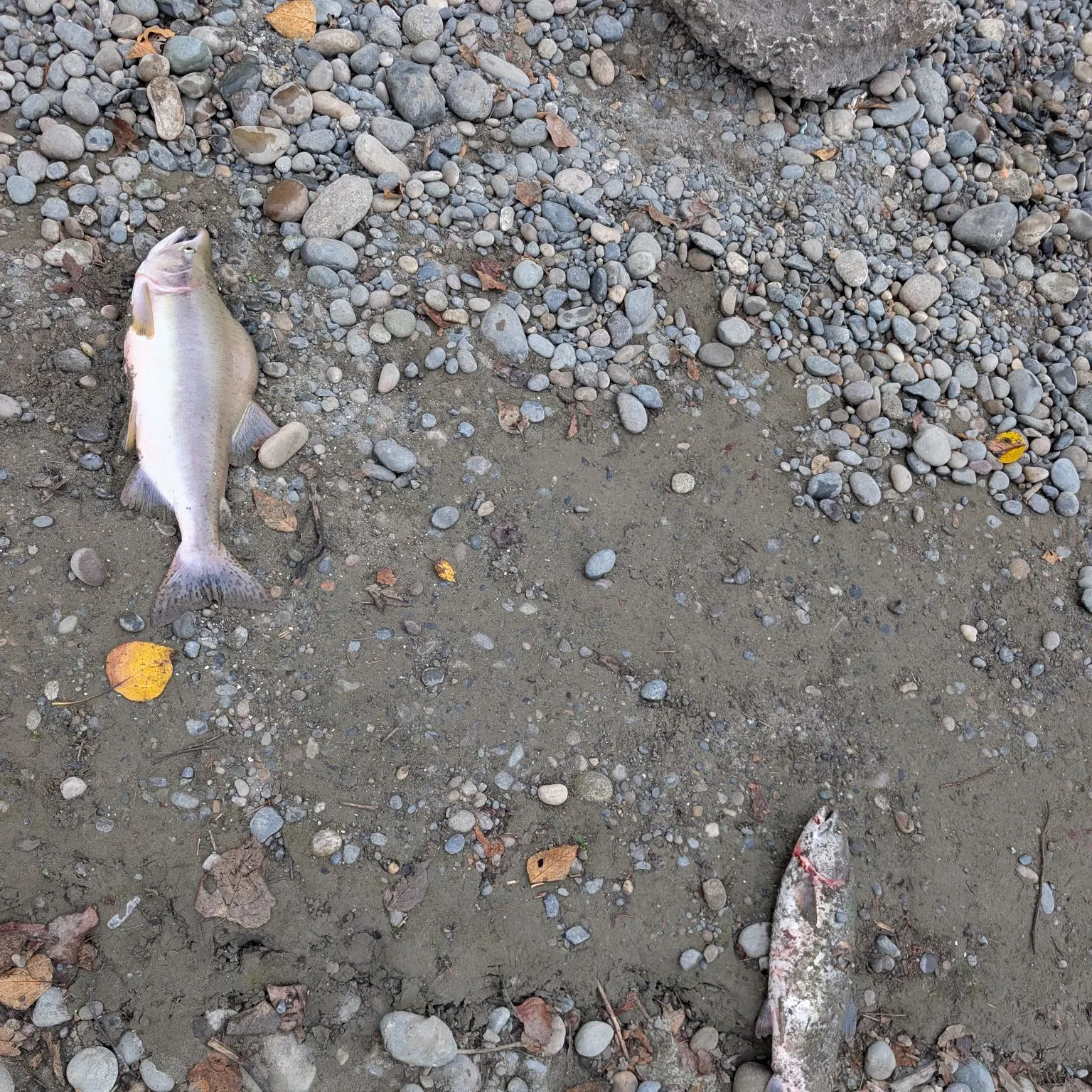 The most recent Pink salmon catches on Fishbrain