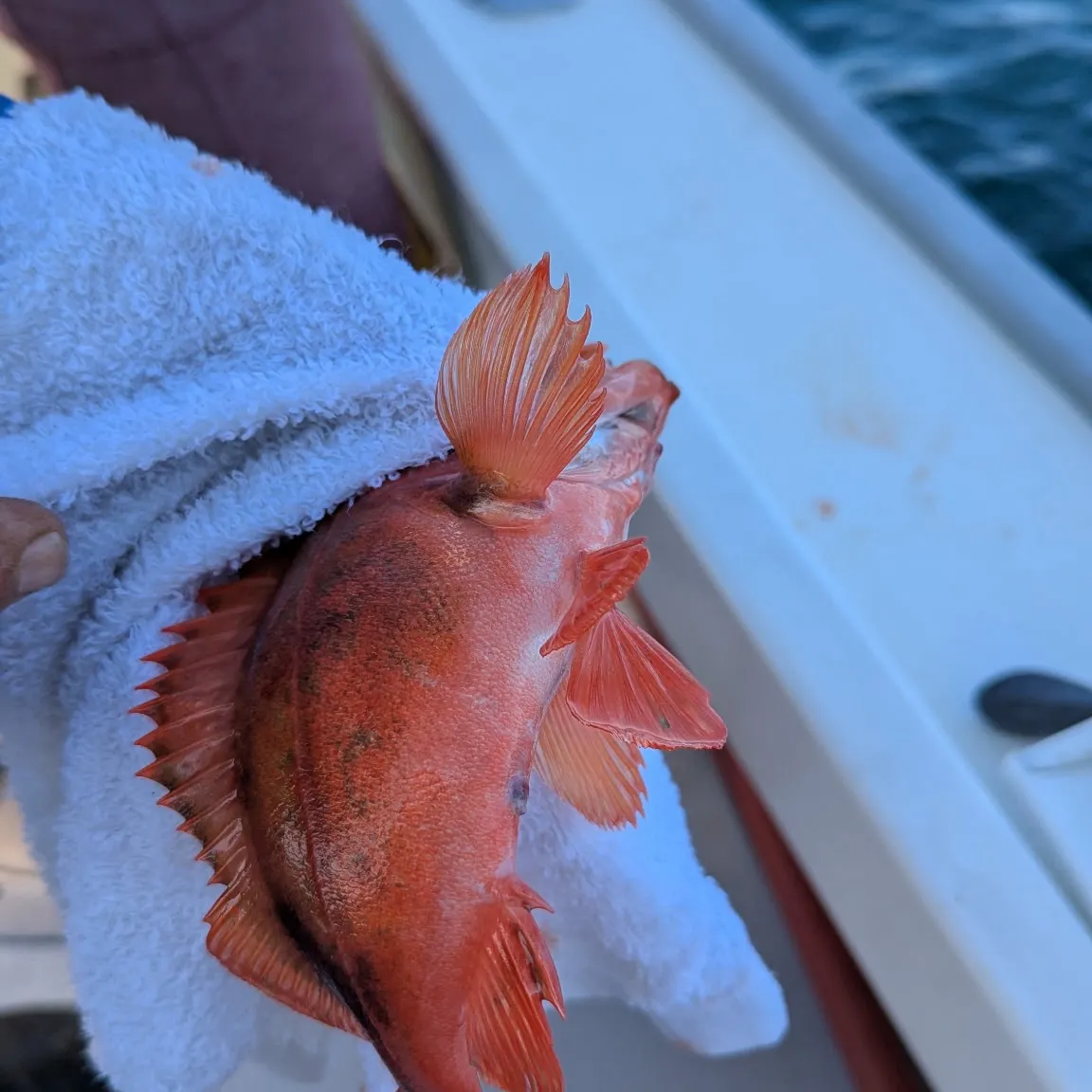 The most recent Acadian Redfish catches on Fishbrain