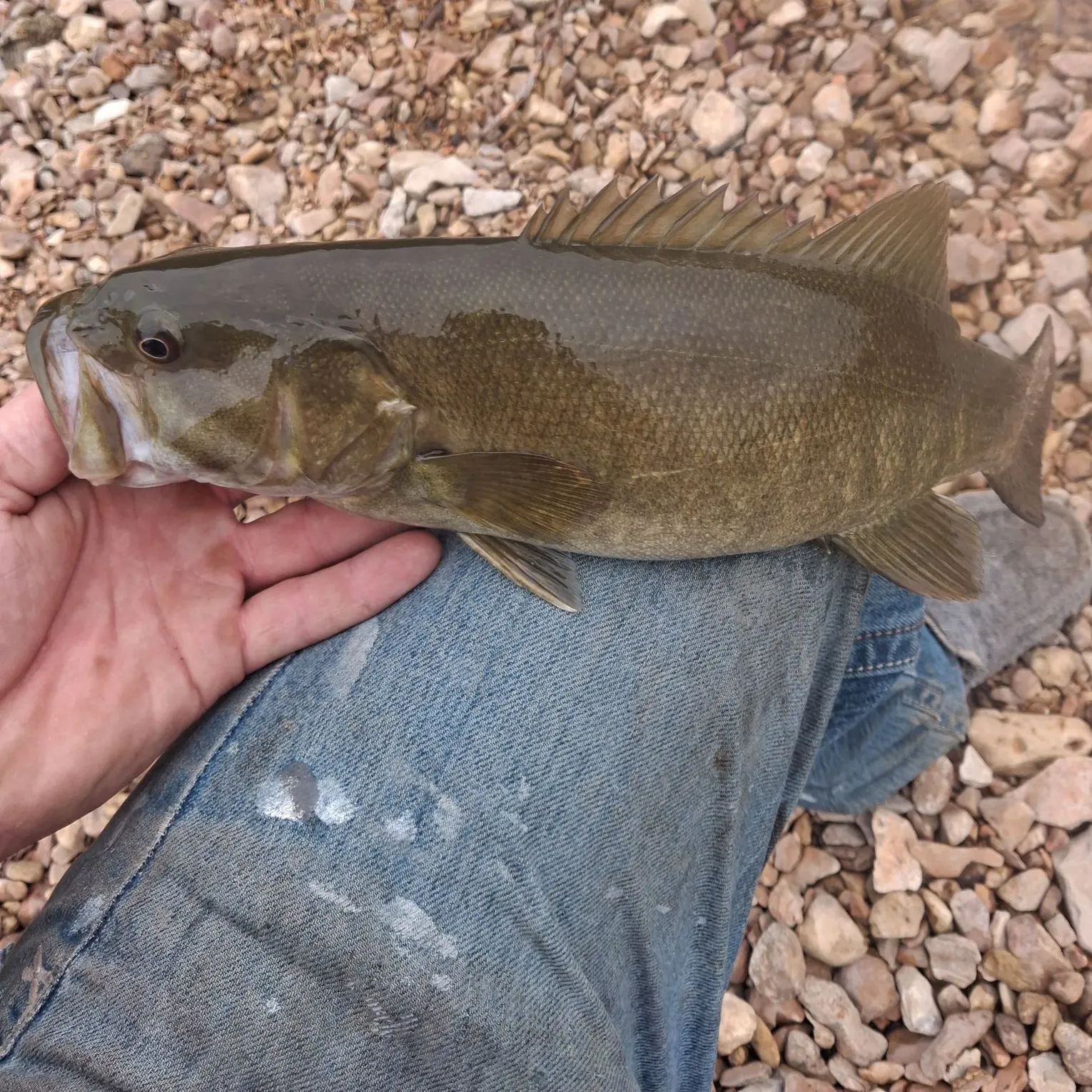 Smallmouth bass caught on Fishbrain