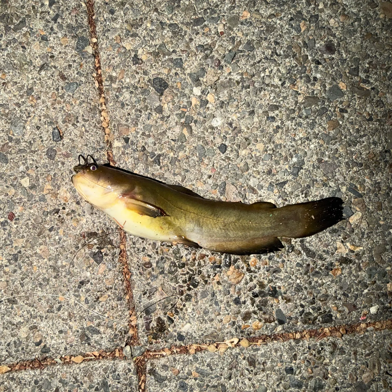 Yellow bullhead caught on Fishbrain