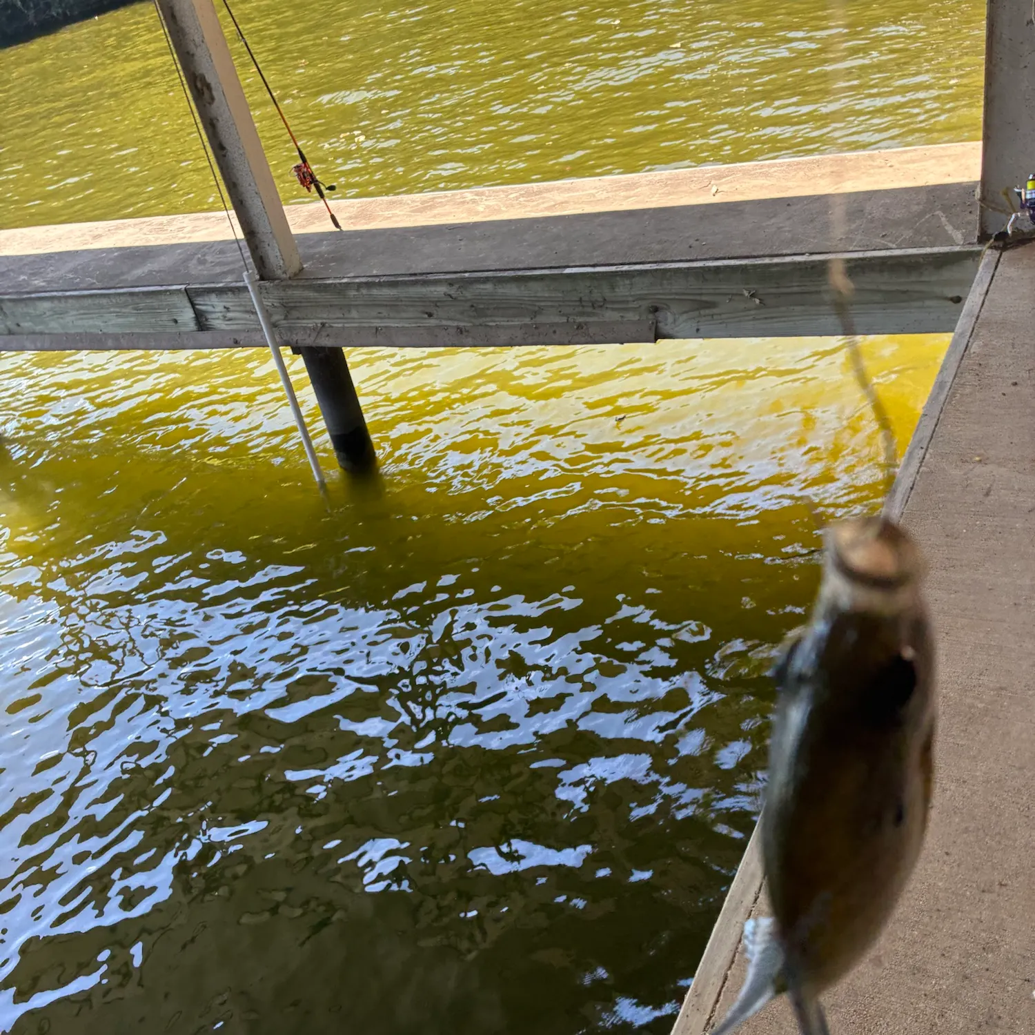 Bluegill caught on Fishbrain