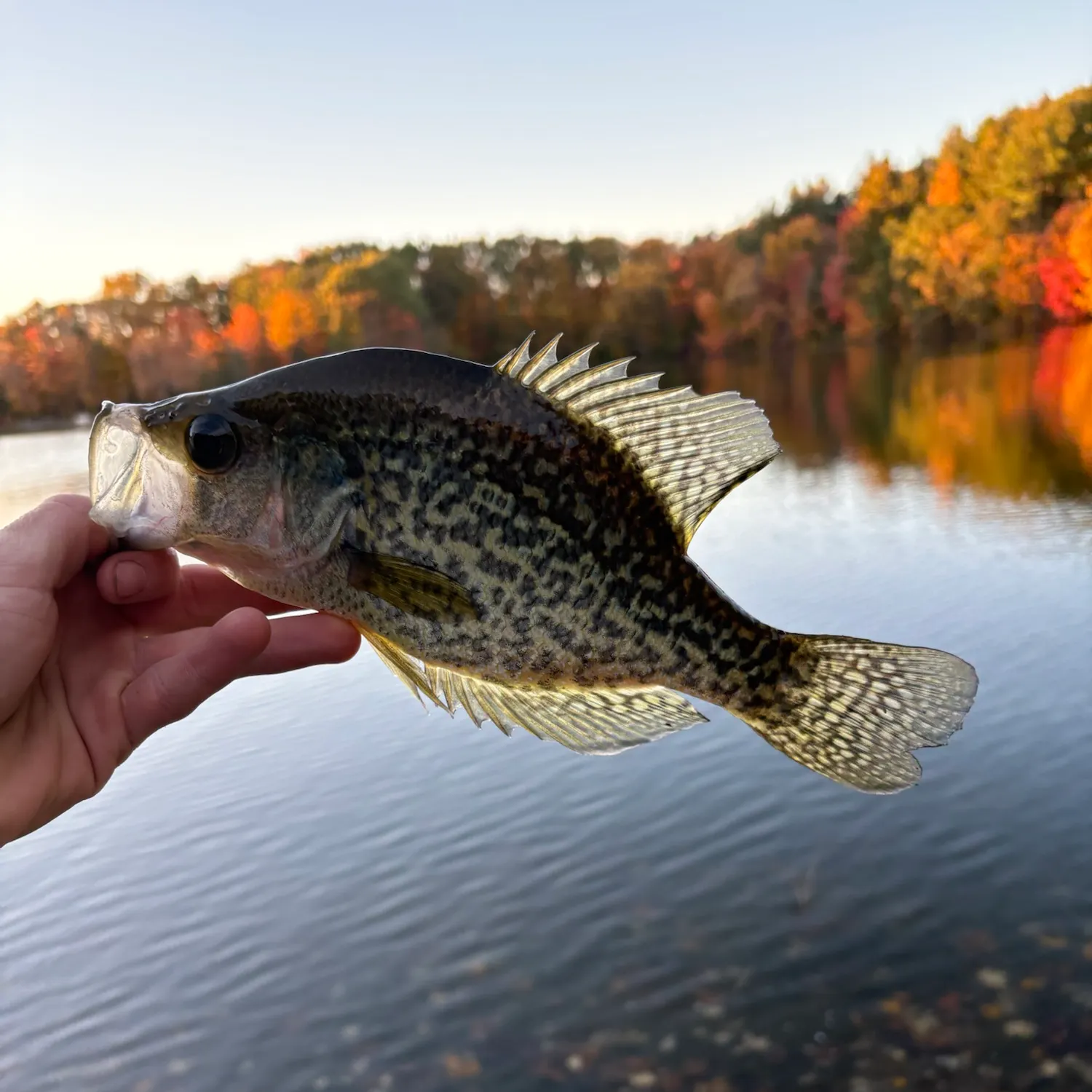 Black crappie caught on Fishbrain
