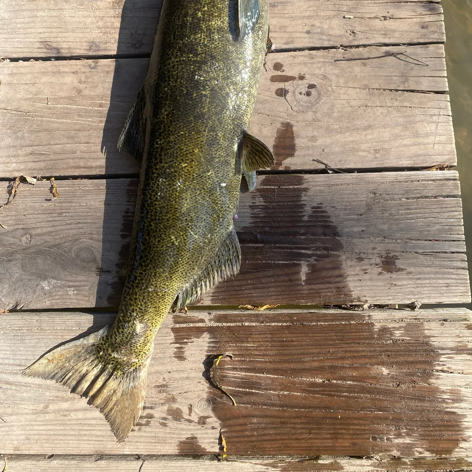 Chinook salmon caught on Fishbrain