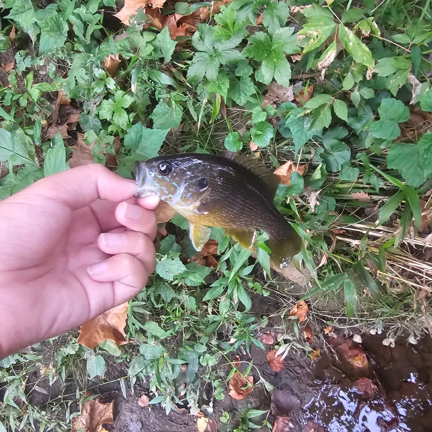 Green sunfish caught on Fishbrain