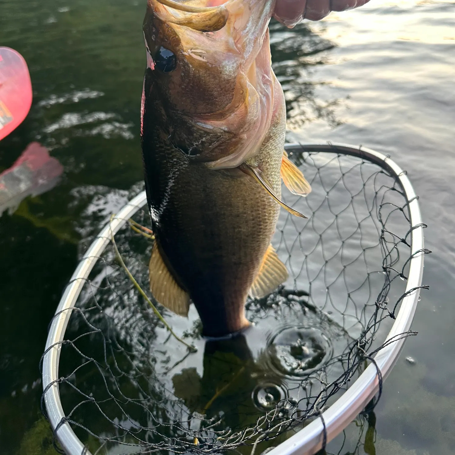 angler catch
