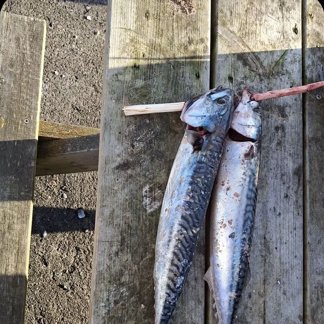 Atlantic mackerel caught on Fishbrain